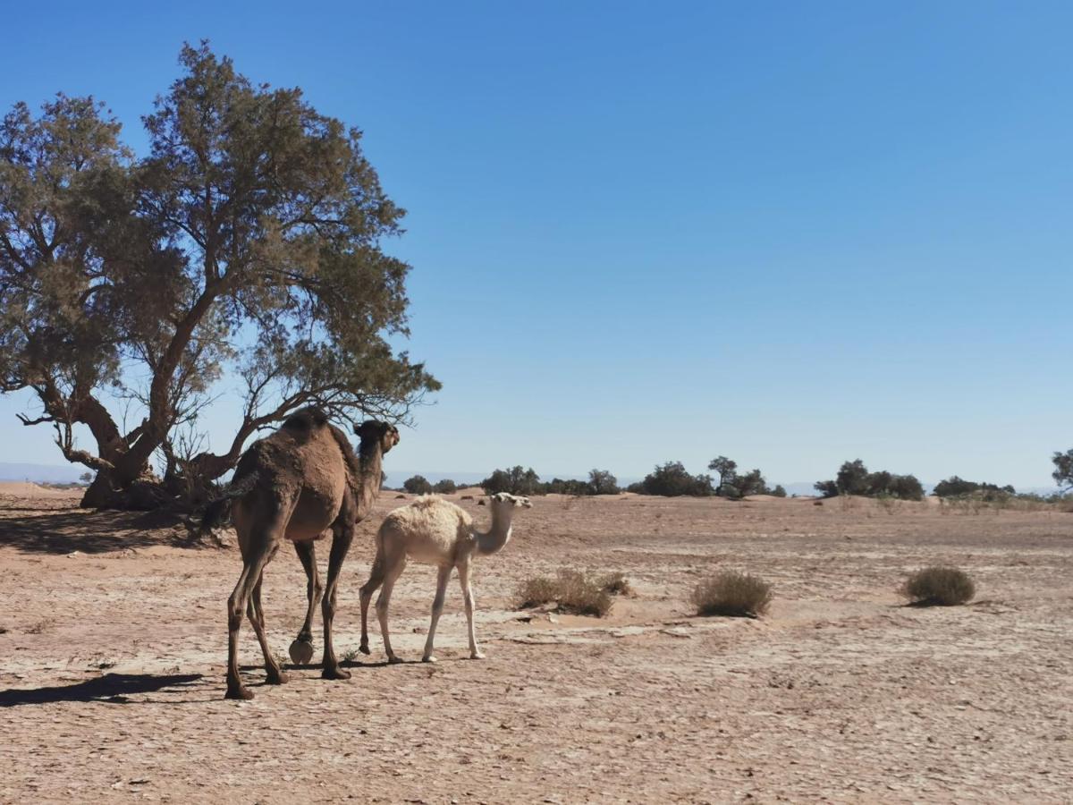 Bivouac Erg Chegaga Nomademoi Luxury tent